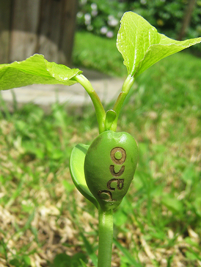 Planta con mensaje escrito al nacer 2