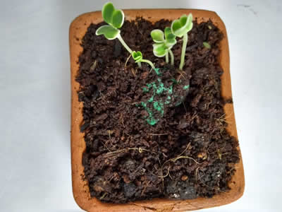 Papel Semilla Germinable Cuarto. Paquete 25 hojas 2